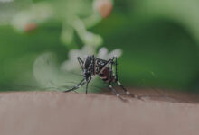 Photo of Mosquito del Dengue: especialista explica por qué el mosquito transmisor no podría reproducirse en Chile