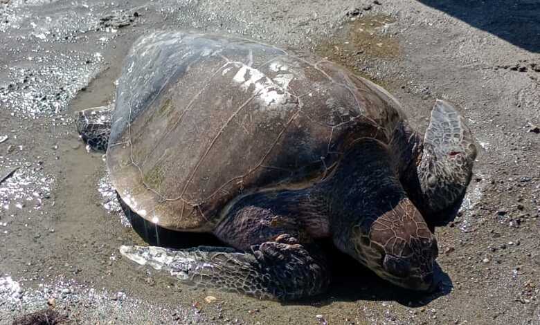 Rescatan tortuga varada en playa de Pupelde