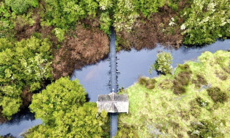 Fundación Senda Darwin pide detener proyecto eólico en Chiloé