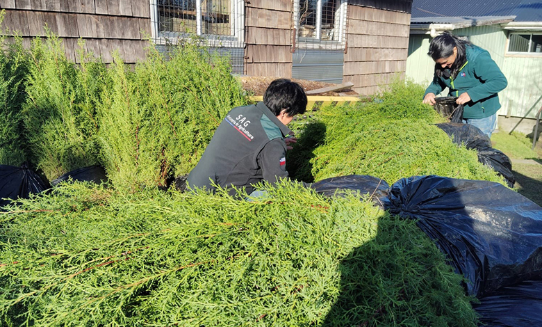 Retenidas más de 7 mil plantas de Ciprés en Ancud