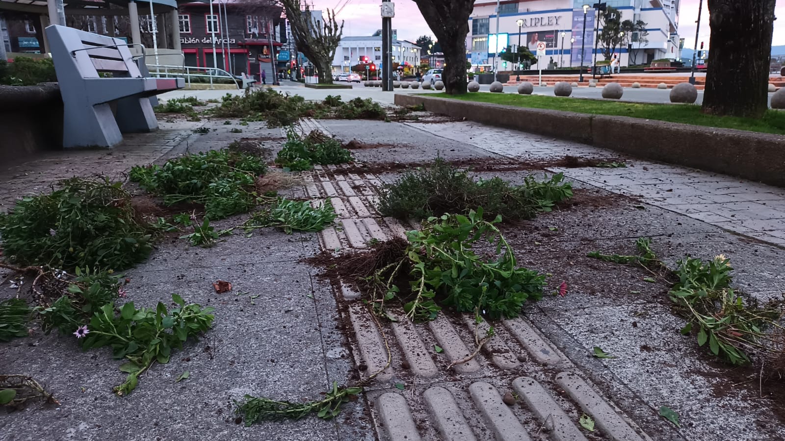 Autor de destrozos en Plaza de Armas de Puerto Montt identificado