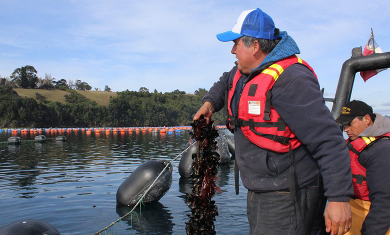 Aumento de robos preocupa a mitilicultores en Chiloé