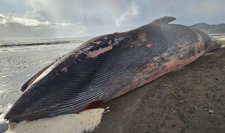 Ballena de 17 metros varó en Parque Tepuhueico, Chonchi