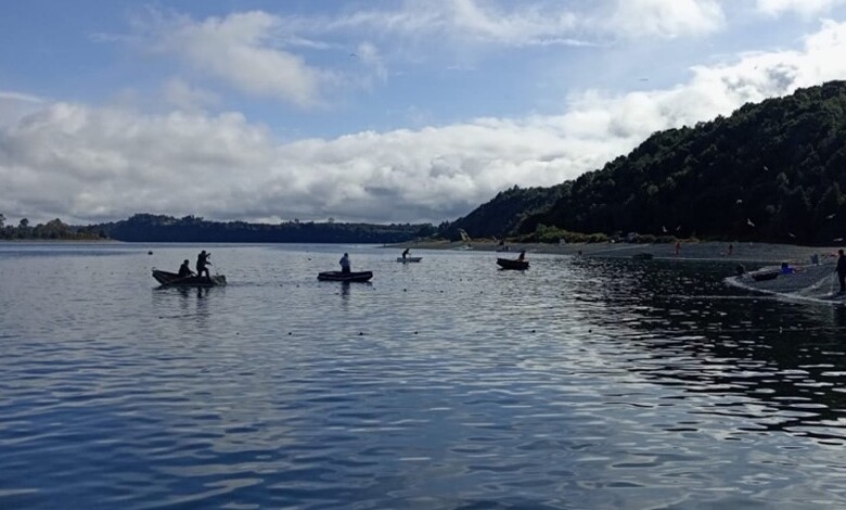 Más de 40 mil salmones escapan de centro de cultivos en Calbuco